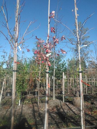 Acer rubrum 'Red Sunset' 10-12 Hoogstam draadkluit - afbeelding 6