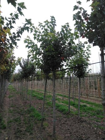 Acer rubrum 'Red Sunset' 14-16 Hoogstam wortelgoed 2 X verplant