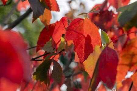 Acer rubrum 'Red Sunset' 18-20 Hoogstam draadkluit 3 X verplant - afbeelding 1