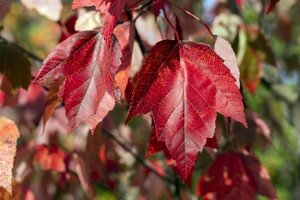 Acer rubrum 'Red Sunset' 18-20 Hoogstam draadkluit 3 X verplant - afbeelding 2