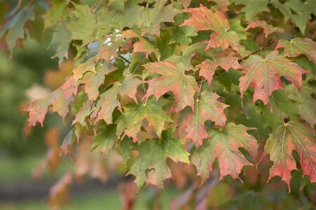 Acer saccharum 10-12 Hoogstam wortelgoed - afbeelding 2