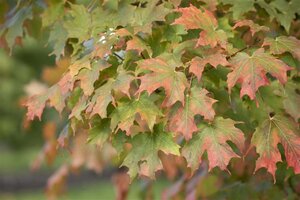 Acer saccharum 16-18 Hoogstam container - afbeelding 2