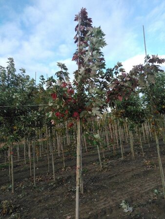 Acer freemanii 'Autumn Blaze' = 'Jeffersred' 10-12 Hoogstam wortelgoed - afbeelding 4