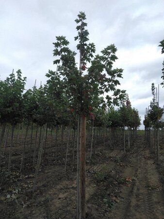 Acer freemanii 'Autumn Blaze' = 'Jeffersred' 10-12 Hoogstam wortelgoed - afbeelding 5