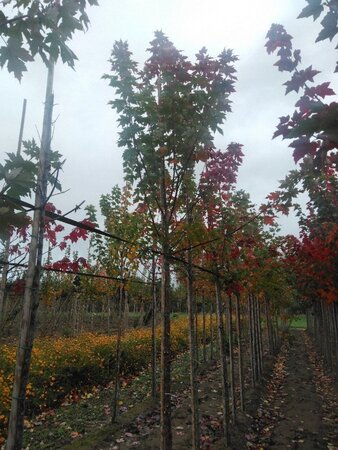 Acer freemanii 'Autumn Blaze' = 'Jeffersred' 12-14 Hoogstam wortelgoed 2 X verplant - afbeelding 4