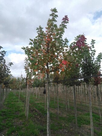 Acer freemanii 'Autumn Blaze' = 'Jeffersred' 14-16 Hoogstam wortelgoed 2 X verplant - afbeelding 4