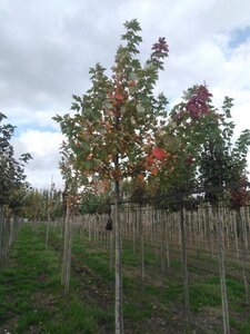 Acer freemanii 'Autumn Blaze' = 'Jeffersred' 14-16 Hoogstam wortelgoed 2 X verplant - afbeelding 4