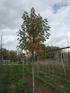 Acer freemanii 'Autumn Blaze' = 'Jeffersred' 16-18 Hoogstam draadkluit 3 X verplant - afbeelding 4