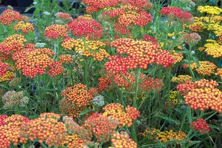 Achillea 'Feuerland' geen maat specificatie 0,55L/P9cm