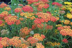 Achillea 'Feuerland' geen maat specificatie 0,55L/P9cm