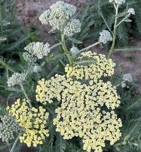 Achillea fil. 'Hymne' geen maat specificatie 0,55L/P9cm