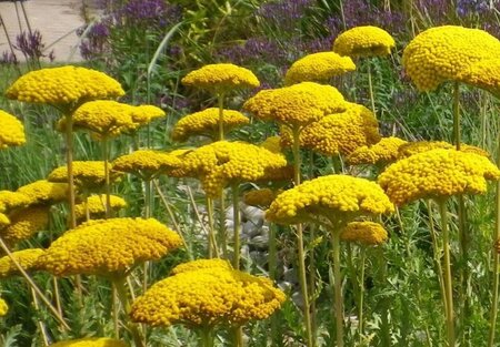 Achillea fil. 'Parker's Variety' geen maat specificatie 0,55L/P9cm - afbeelding 1