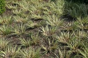 Acorus gramineus 'Argenteostriatus' geen maat specificatie 0,55L/P9cm - afbeelding 1