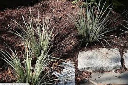 Acorus gramineus 'Argenteostriatus' geen maat specificatie 0,55L/P9cm - afbeelding 2