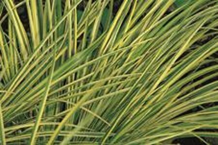 Acorus gramineus 'Ogon' geen maat specificatie cont. 2,0L
