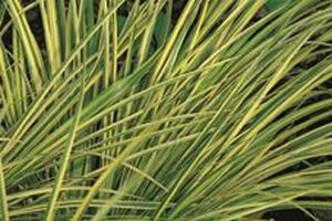 Acorus gramineus 'Ogon' geen maat specificatie cont. 2,0L