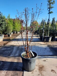 Acer griseum 175-200 cm cont. 50L - image 4