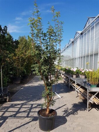 Acer griseum 175-200 cm cont. 50L - image 5