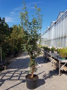 Acer griseum 175-200 cm cont. 50L - image 5