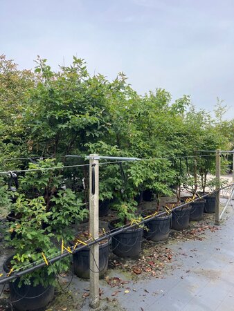 Acer griseum 175-200 cm draadkluit meerstammig - afbeelding 2