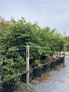 Acer griseum 175-200 cm draadkluit meerstammig - afbeelding 2