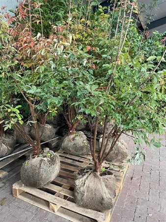 Acer griseum 175-200 cm draadkluit meerstammig - afbeelding 5