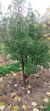 Acer griseum 175-200 cm draadkluit meerstammig - afbeelding 2