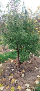 Acer griseum 175-200 cm draadkluit meerstammig - afbeelding 2