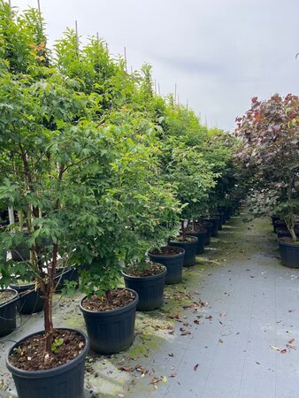 Acer griseum 175-200 cm draadkluit meerstammig - afbeelding 3