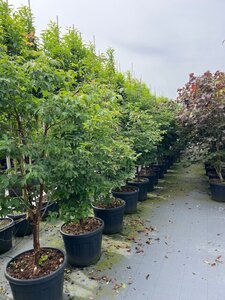 Acer griseum 175-200 cm draadkluit meerstammig - afbeelding 3
