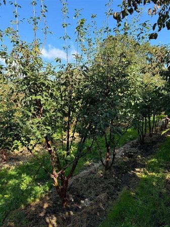 Acer griseum 200-250 cm container multi-stem