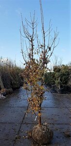 Acer griseum 300-350 cm draadkluit