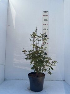 Acer griseum 60-80 cm cont. 10L - afbeelding 8