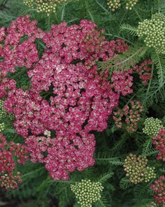 Achillea m. 'Saucy Seduction' geen maat specificatie 0,55L/P9cm