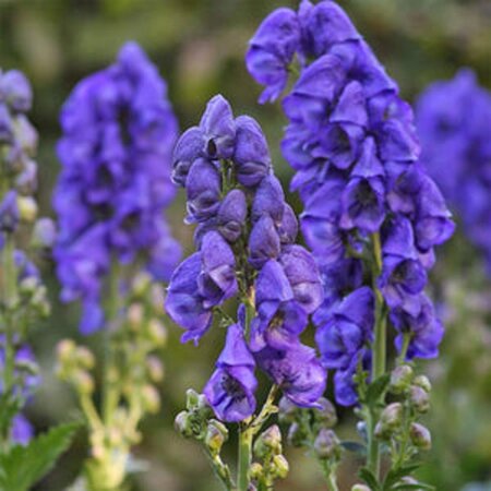 Aconitum henryi 'Spark's Variety' geen maat specificatie 0,55L/P9cm - afbeelding 4