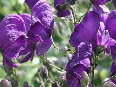 Aconitum henryi 'Spark's Variety' geen maat specificatie 0,55L/P9cm - afbeelding 1