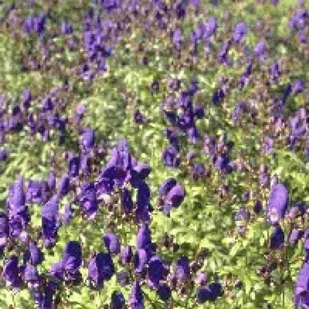 Aconitum henryi 'Spark's Variety' geen maat specificatie 0,55L/P9cm - afbeelding 2