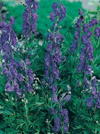 Aconitum henryi 'Spark's Variety' geen maat specificatie 0,55L/P9cm - afbeelding 3