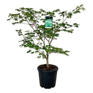 Acer japonicum 'Aconitifolium' 100-125 cm cont. 30L