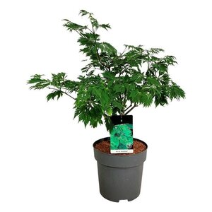 Acer japonicum 'Aconitifolium' 60-80 cm cont. 10L - afbeelding 2