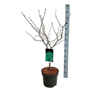 Acer japonicum 'Aconitifolium' 60-80 cm cont. 10L - afbeelding 3