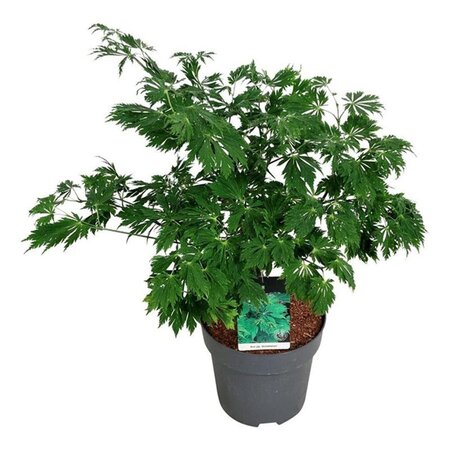 Acer japonicum 'Aconitifolium' 60-80 cm cont. 10L - afbeelding 5