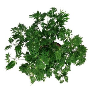 Acer japonicum 'Aconitifolium' 60-80 cm cont. 10L - afbeelding 6