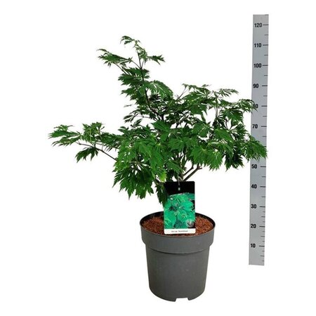 Acer japonicum 'Aconitifolium' 60-80 cm cont. 10L - image 1