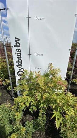 Acer japonicum 'Aconitifolium' 60-80 cm met kluit - afbeelding 2