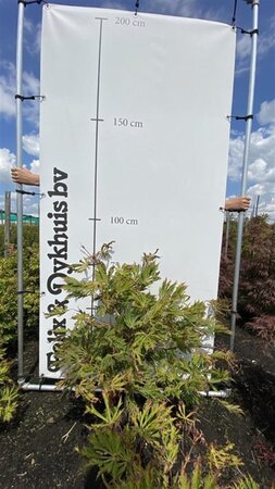 Acer japonicum 'Aconitifolium' 60-80 cm met kluit - afbeelding 3