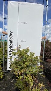 Acer japonicum 'Aconitifolium' 60-80 cm met kluit - afbeelding 3