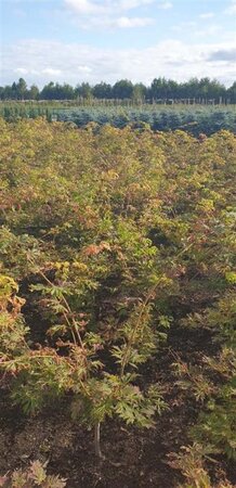 Acer japonicum 'Aconitifolium' 60-80 cm met kluit - afbeelding 1