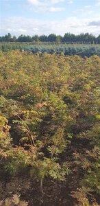 Acer japonicum 'Aconitifolium' 60-80 cm met kluit