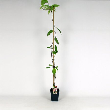 Actinidia kolomikta 150-175 cm cont. 5,0L - afbeelding 3
